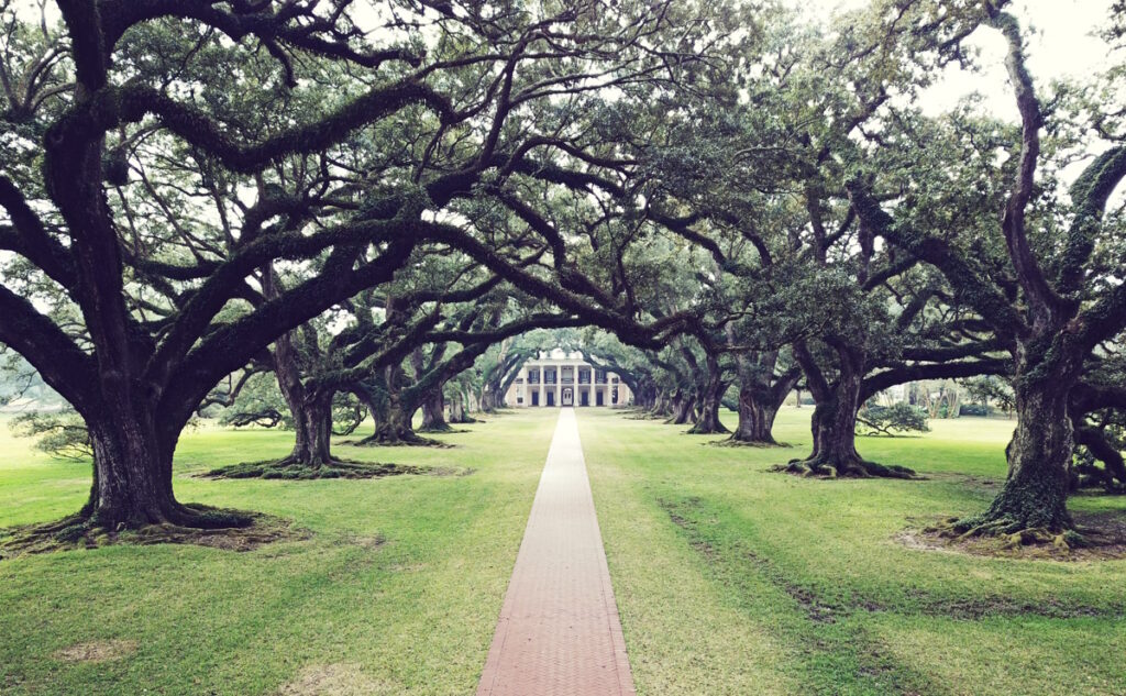 Exploring Louisiana's River Parishes In The 2025 Toyota Crown Signia Limited: Oak Alley